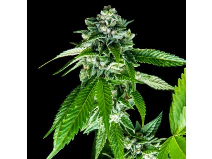 55354 2 dna genetics sorbet dreams feminizovana semena konopi