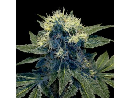 55357 1 dna genetics sharksbreath feminizovana semena konopi