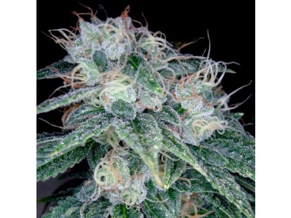 55363 2 dna genetics sour diesel feminizovana semena konopi