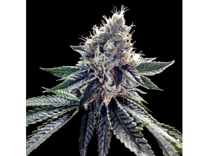 55366 3 dna genetics sour kush feminizovana semena konopi