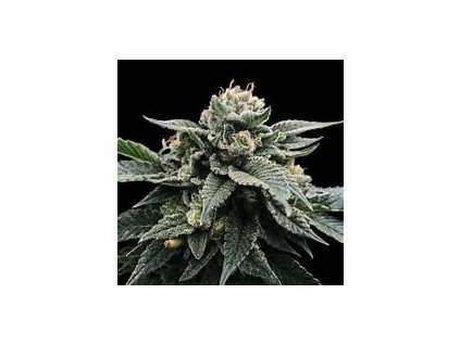 55378 1 dna genetics sorbet stash feminizovana semena konopi