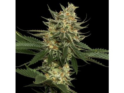 55390 2 dna genetics tangie regulerni semena konopi