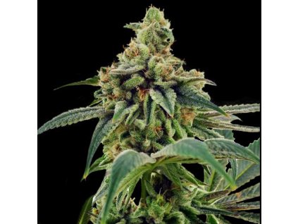 55393 1 dna genetics limitovana edice training day feminizovana semena konopi