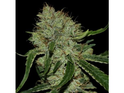 55396 3 dna genetics tangilope feminizovana semena konopi