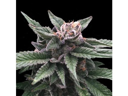 55399 2 dna genetics tripple scoop feminizovana semena konopi