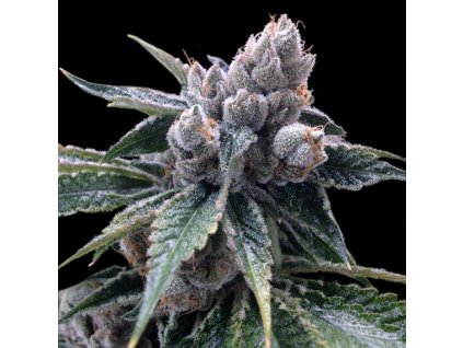 55405 1 dna genetics white walker kush feminizovana semena konopi