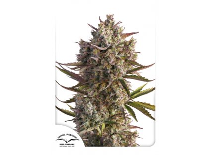 Dutch Passion Auto Blueberry feminizovaná autoflowering (Balení 7 ks)