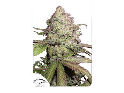 55420 1 dutch passion cbd auto charlotte s angel feminizovana semena konopi samonakvetaci