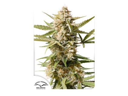 Dutch Passion Auto Cinderella Jack feminizovaná autoflowering (Balení 7 ks)