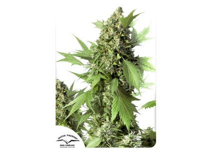 Dutch Passion Auto Duck feminizovaná autoflowering (Balení 7 ks)