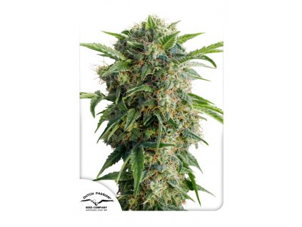 Dutch Passion Auto Daiquiri Lime feminizovaná autoflowering (Balení 7 ks)