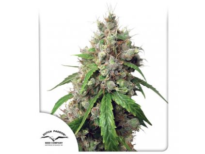 Dutch Passion Auto Euforia feminizovaná autoflowering (Balení 7 ks)