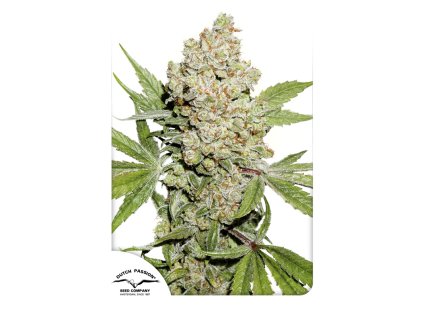 55444 1 dutch passion auto lemon kix zkittle feminizovana semena konopi samonakvetaci