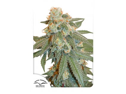 Dutch Passion Auto Orange Bud feminizovaná autoflowering (Balení 7 ks)