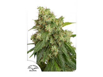 Dutch Passion Auto Xtreme feminizovaná autoflowering (Balení 7 ks)