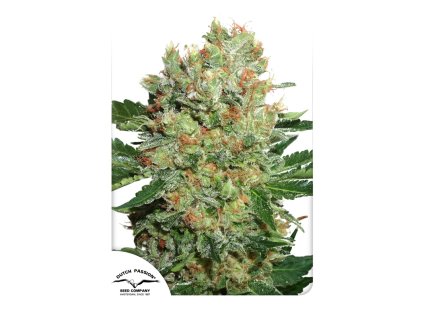 55480 1 dutch passion brainstorm feminizovana semena konopi