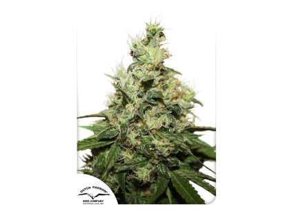 Dutch Passion CBD Kush feminizovaná (Balení 5 ks)