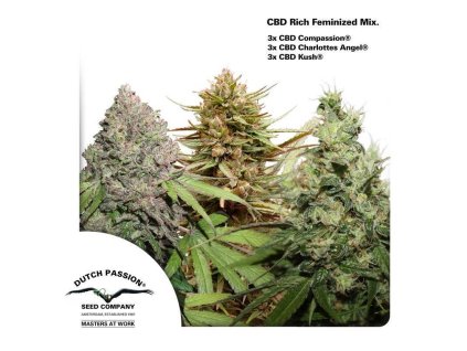 55504 1 dutch passion cbd rich feminizovana mix feminizovana semena konopi