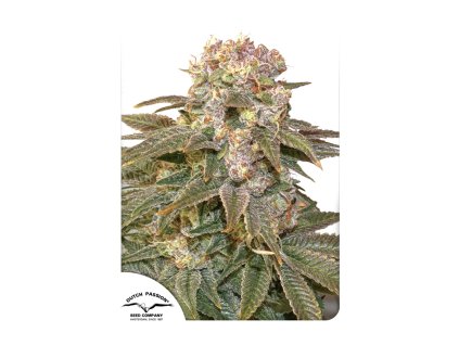 Dutch Passion C-Vibez feminizovaná (Balení 5 ks)