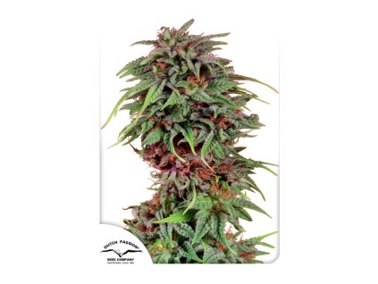 55537 1 dutch passion durban poison feminizovana semena konopi