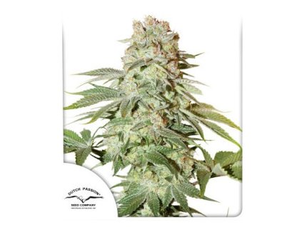 1251 dutch passion dolce vita feminized