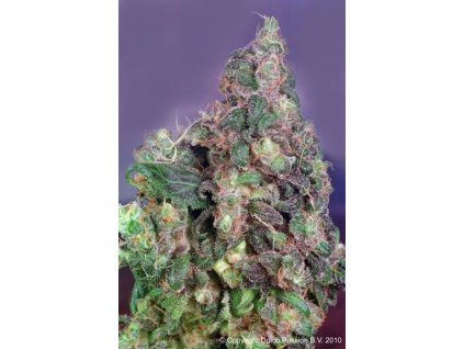 1257 dutch passion flo feminized