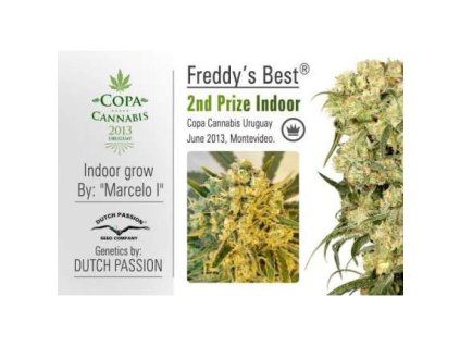 55552 dutch passion freddy s best feminizovana semena konopi