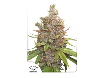 55567 1 dutch passion auto glueberry o g feminizovana semena konopi samonakvetaci