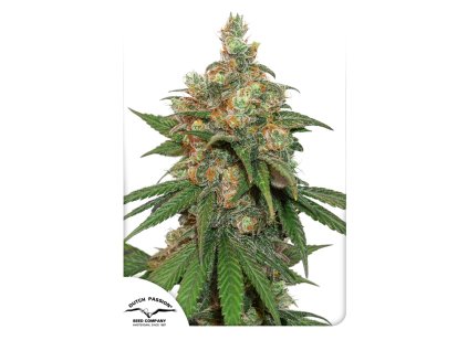 55573 1 dutch passion hifi 4g feminizovana semena konopi