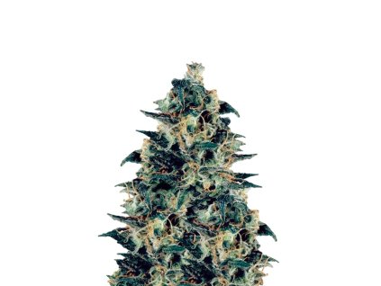 1296 dutch passion khola feminized