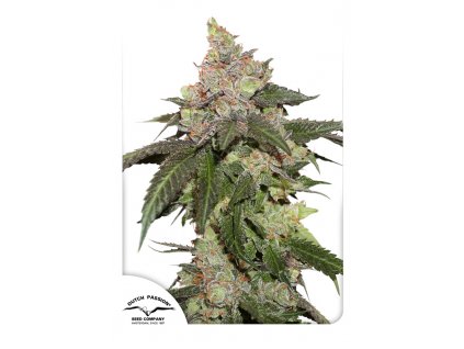 55588 1 dutch passion kerosene krash feminizovana semena konopi