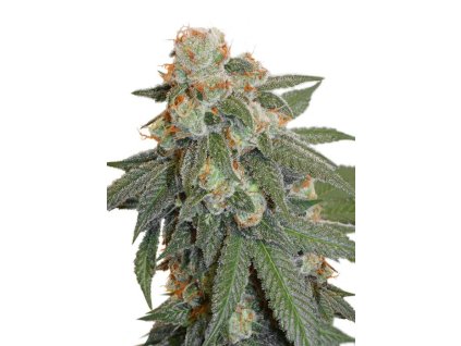 1302 dutch passion la lybella feminized