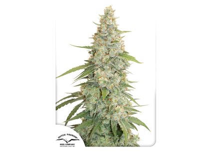55621 1 dutch passion meringue feminizovana semena konopi