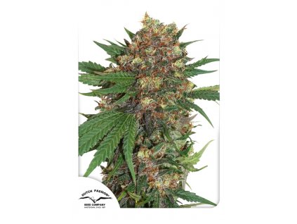 55627 1 dutch passion masterkush feminizovana semena konopi