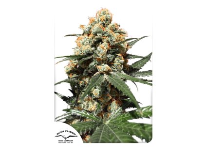 55645 1 dutch passion orange hill special regulerni semena konopi