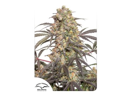 55657 1 dutch passion passion fruit feminizovana semena konopi