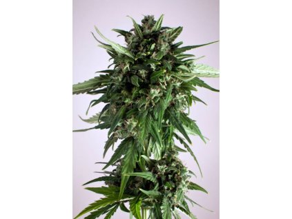 1377 dutch passion polar light 2 feminized autoflowering