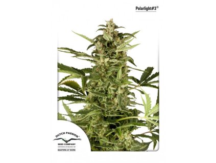 1380 dutch passion polar light 3 feminized autoflowering