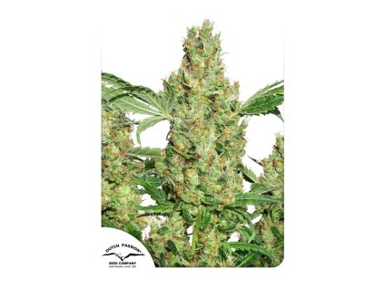 55675 1 dutch passion power plant feminizovana