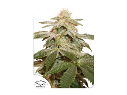 55687 1 dutch passion sugar bomb punch feminizovana semena konopi