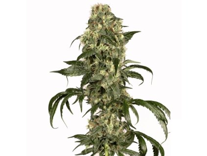 1404 dutch passion sacra frasca feminized