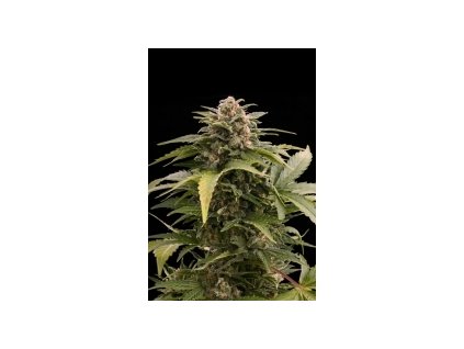 1425 dutch passion taiga auto feminized autoflowering