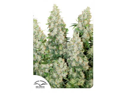 Dutch Passion Think Different feminizovaná autoflowering (Balení 7 ks)