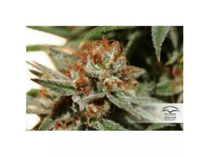 55726 dutch passion the edge feminizovana semena konopi