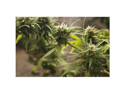 55732 dutch passion trance feminizovana semena konopi