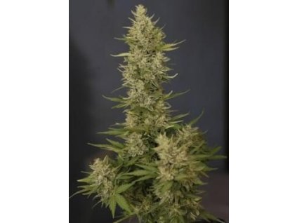 1446 dutch passion tundra feminized autoflowering