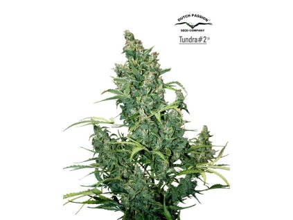 1449 dutch passion tundra 2 feminized autoflowering