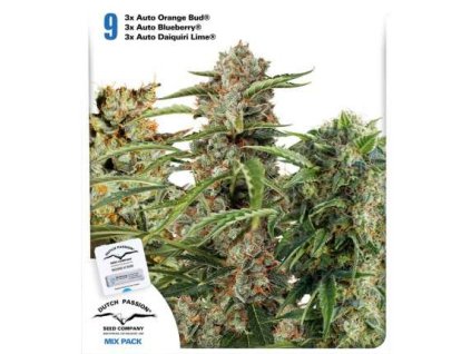 55747 dutch passion usa autoflowering mix feminizovana semena konopi samonakvetaci