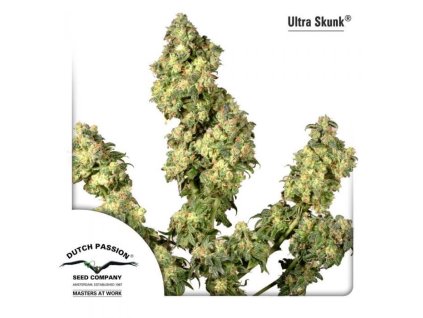 1461 dutch passion ultra skunk feminized