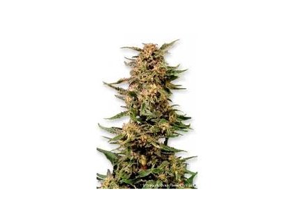 1464 dutch passion voodoo feminized